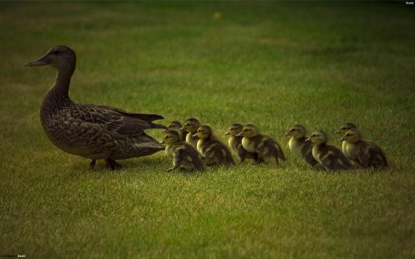 Mother Duck