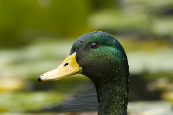 Duck Closeup