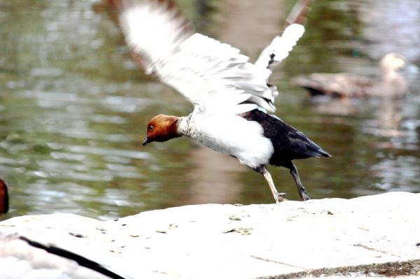 Duck flying