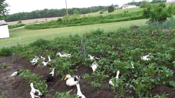 Duck Garden