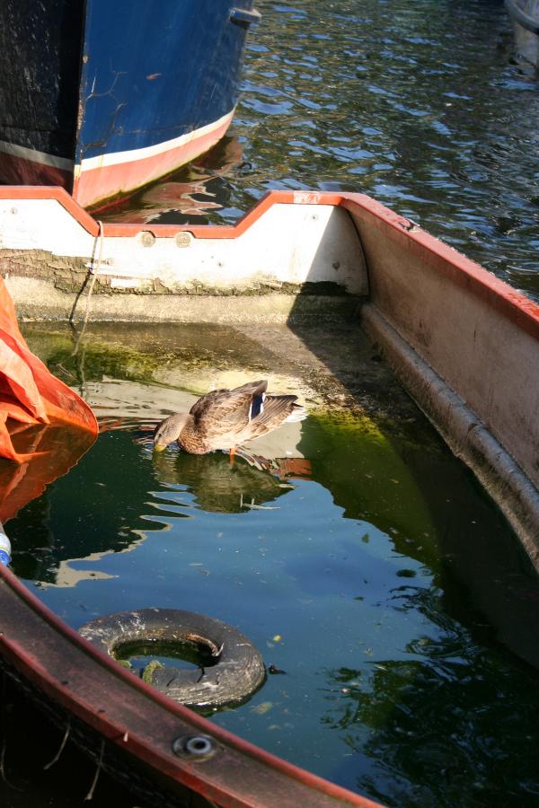 Duck in a boat