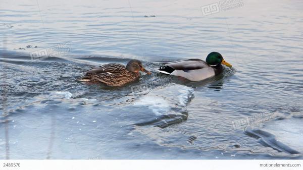Duck in Ice