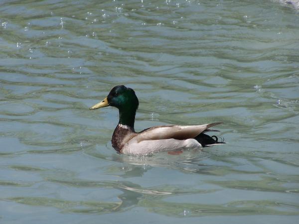 Duck on Pond
