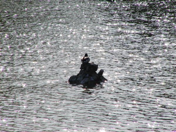 Duck on the water