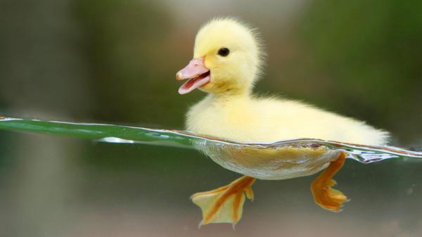 Duckling