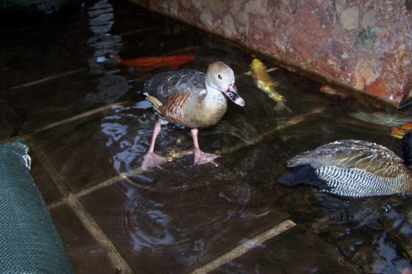 Duckling