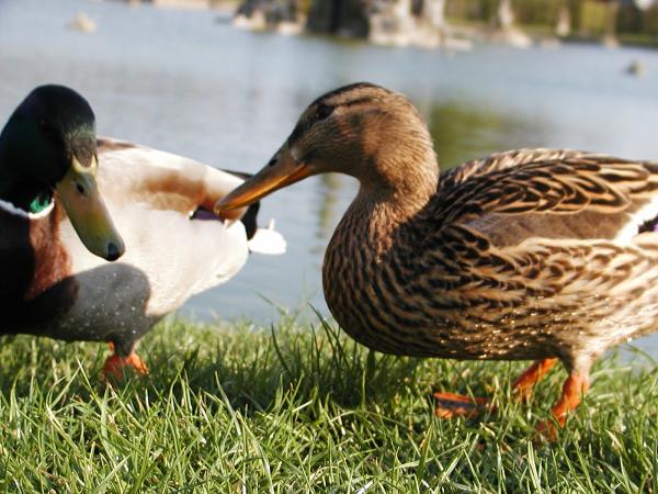 Ducks