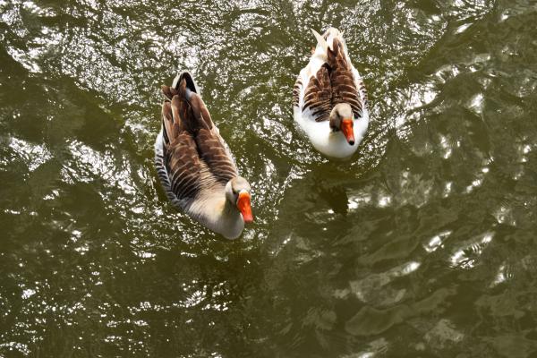 Ducks
