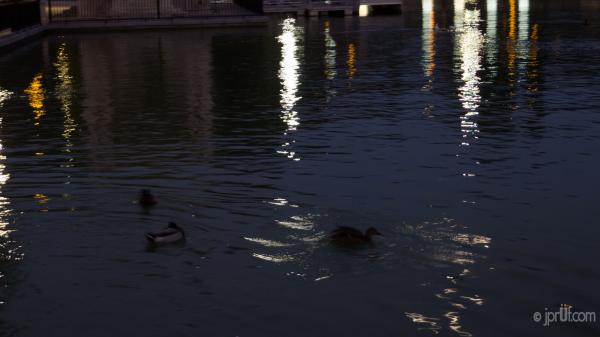 Ducks at night