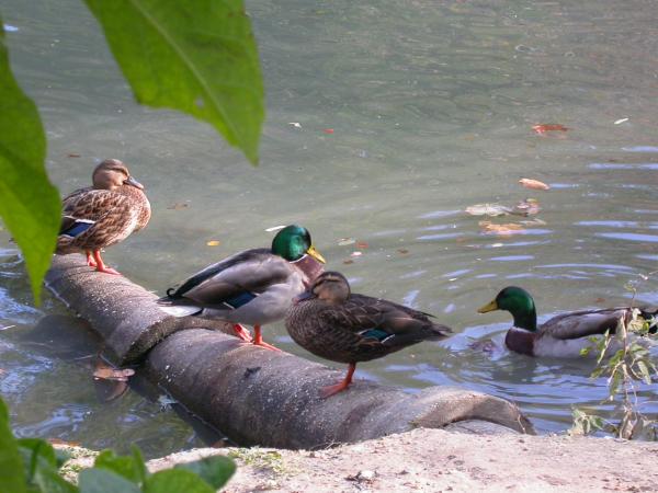 Ducks by the lake
