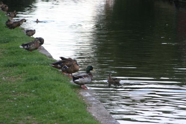 Ducks by the river on a sunny day