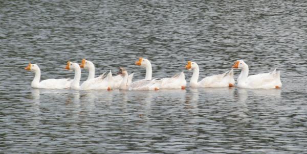 Ducks in a Row