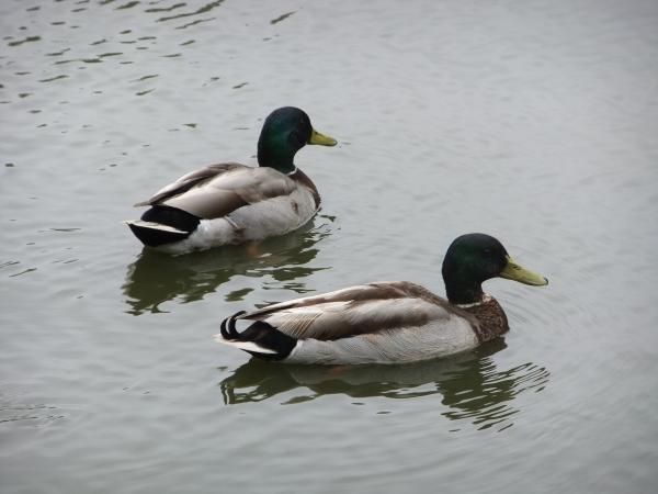 Ducks on lake