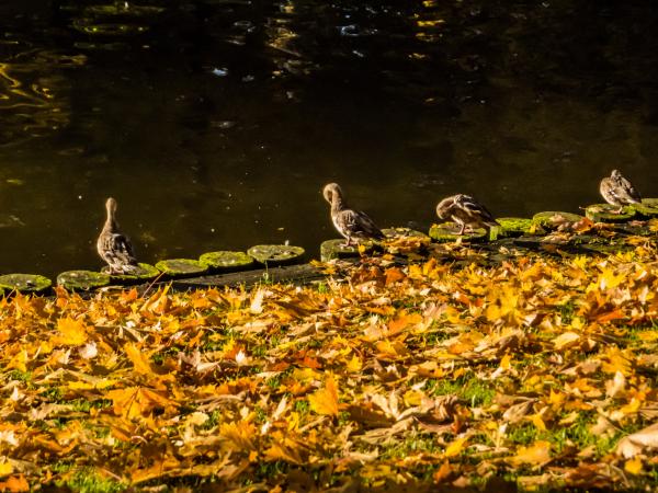 Ducks on the edge