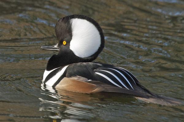 Ducks on the Shore
