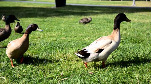 Ducks walking