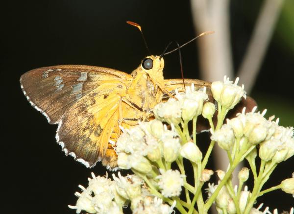 DULL FIRETIP (Apyrrothrix araxes) (8-18-2014) harshaw rd, patagonia mts, scc, az -04