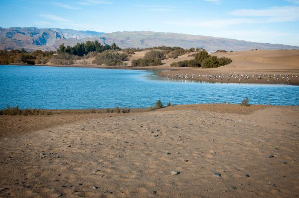 Dune landscape