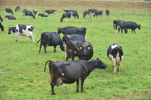 Dunedin cows