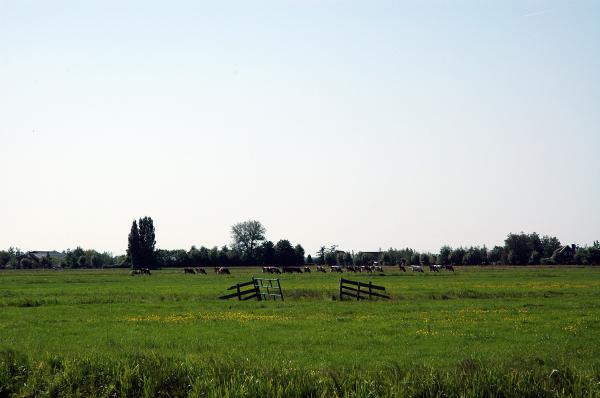 Dutch Farmland