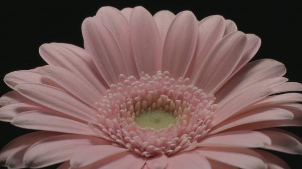 Dying Daisy