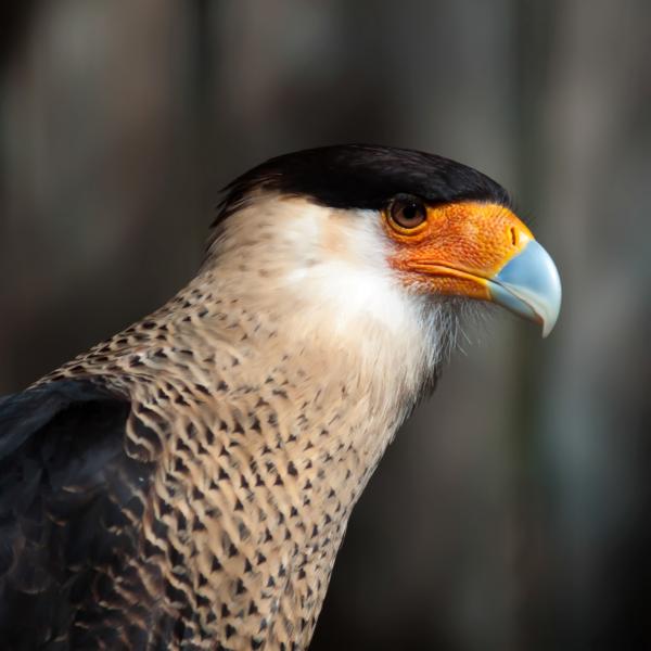 Eagle