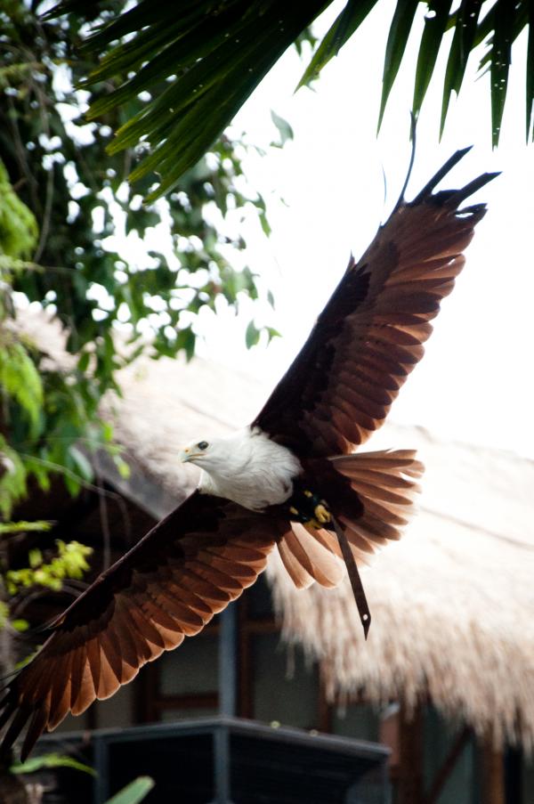 Eagle flying