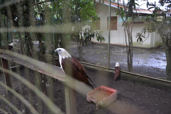 Eagle In A Cage