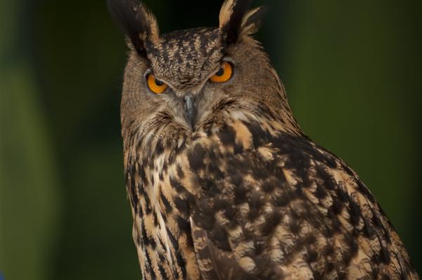 Wild Owl