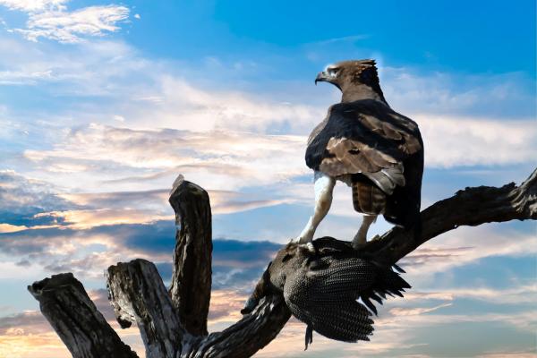 Eagle Perched on Tree Branch