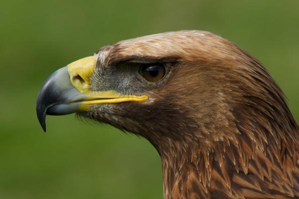 Eagle Profile