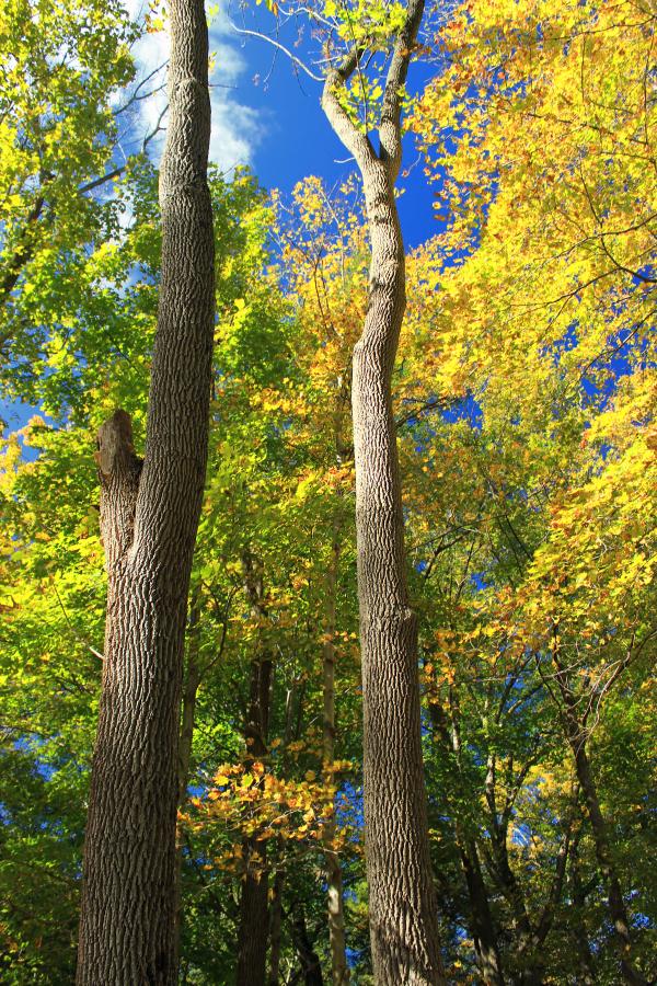 Early Autumn (4)