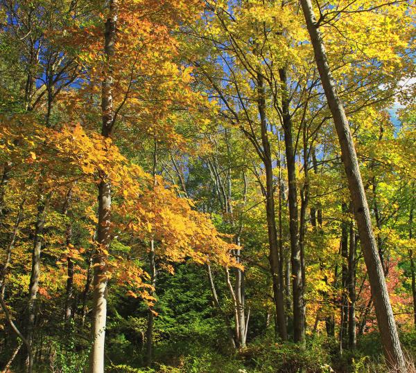 Early Autumn (6)