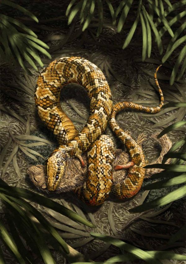 Organic Serpent Cell