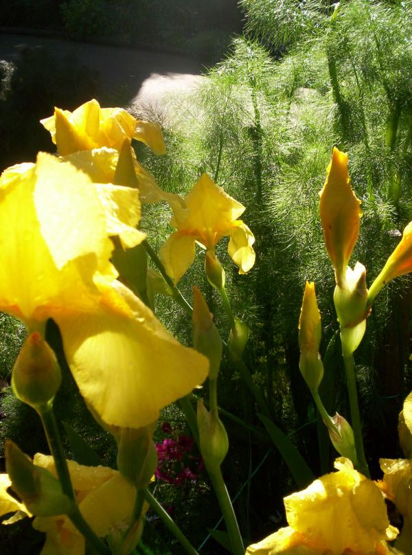 Early Morning Dill and Gladioli