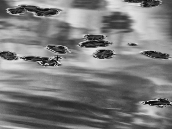 Early morning water lillies #mozwww-em10-20150623-P6230097-Edit.jpg
