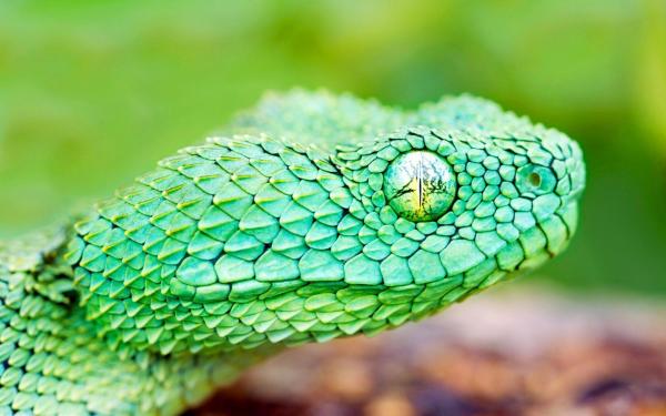 Earth Snake macro