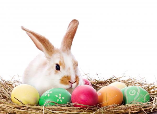 Easter Bunny