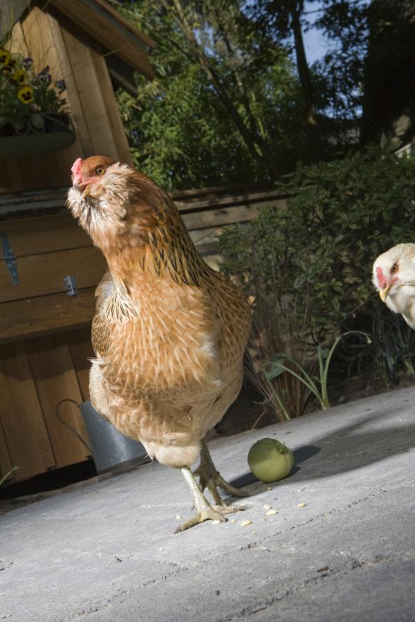 Easter chicken