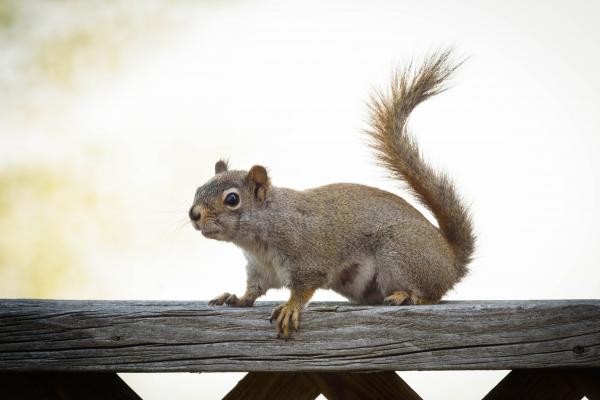 Eastern Grey Squirrel