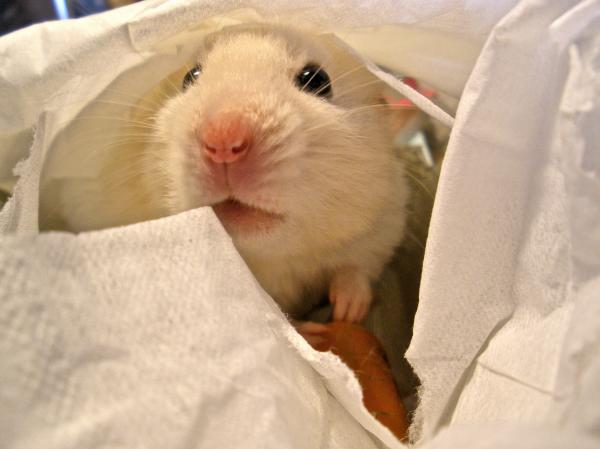 Eating a carrot in bed (EXPLORE)