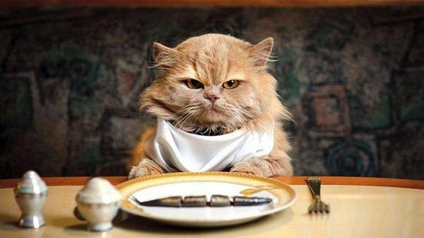 eating cat