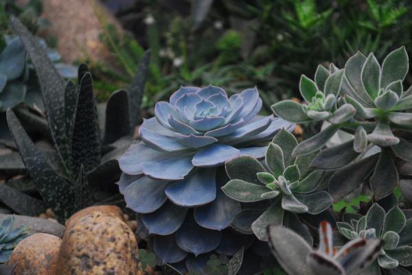 Echeveria Succulents and Panda Plant Closeup Photography