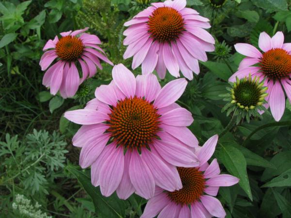Echinacea purpurea