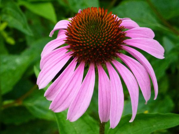 Echinacea purpurea - pink coneflower flower