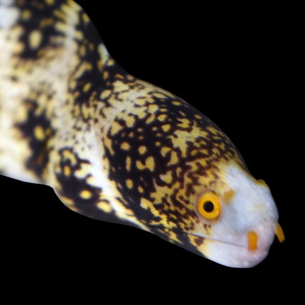 Eels for sale