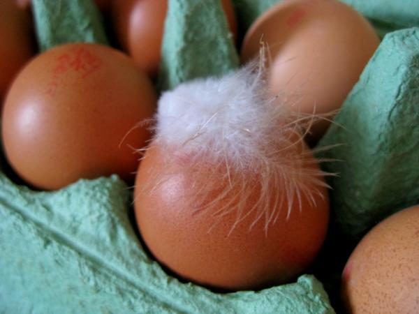 Egg and Feathers