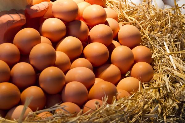 Eggs