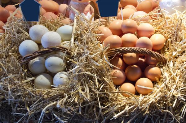 Eggs at the Market