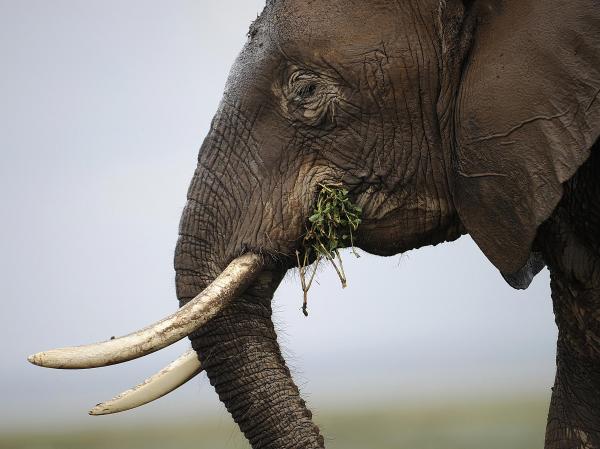 Elephant